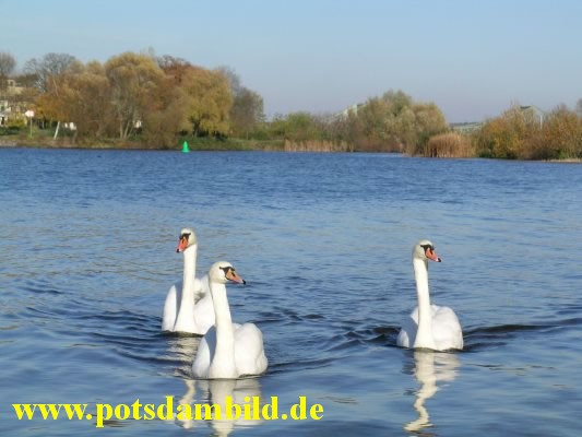 014 - Schwne auf tiefen See - im Hintergrund die Glienicker Brcke