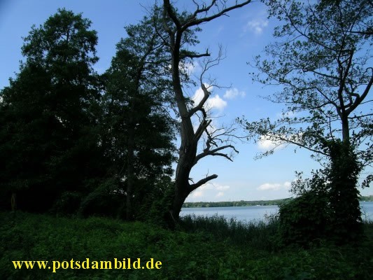 erster Blick durch die Bume auf den Templiner See