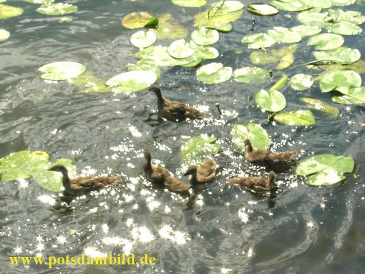 se junge Enten zwischen Seerosen