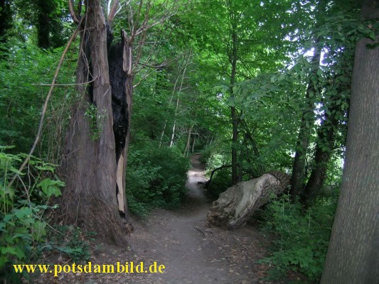 nun wird es ein wenig eng im Wald