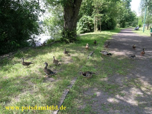 Enten betteln nach Brotkrumen